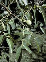 MSA JUGLANS REGIA 50 ML - Farmaspeed