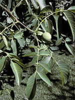 MSA JUGLANS REGIA 50 ML