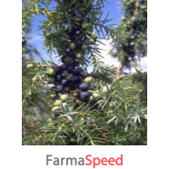 msa juniperus commun 50ml