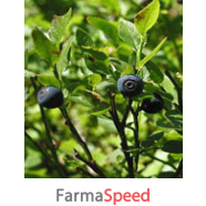 msa vaccinium myrtil 50 ml