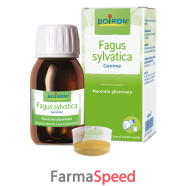 fagus sylvatica mg 60ml int