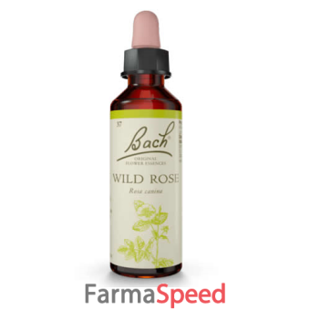 wild rose bach original 20 ml